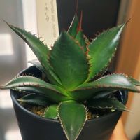アガベ,ホリダ,アガベ チタノタ,アガベ ホリダ,多肉植物の画像
