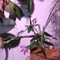 セッコク,石斛　翠紅,植物のある暮らし,でけたしこ園芸,その他部屋の画像