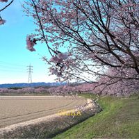サクラ,サクラ,寒 桜,さくら サクラ 桜,さくら サクラ 桜の画像