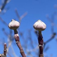 ハナミズキ,お出かけ先にての画像