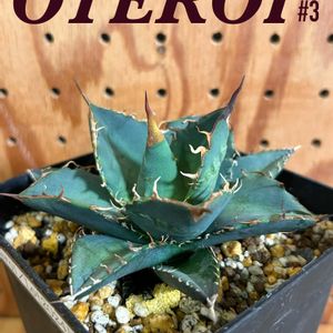 アガベ・オテロイ,実生の画像