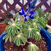 ルピナスの画像