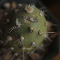 ハオルチア,多肉植物,観葉植物,塊根植物,サボテン科の画像