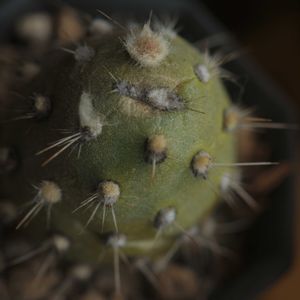 ハオルチア,多肉植物,観葉植物,塊根植物,サボテン科の画像