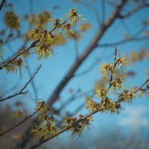 ハオルチア,多肉植物,観葉植物,塊根植物,サボテン科の画像