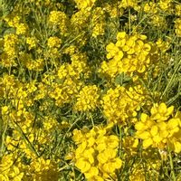 オキザリス,ナノハナ,ハクモクレンの画像