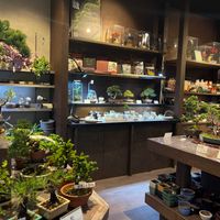 盆栽,お店の画像