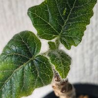 ウンカリーナ,ウンカリーナ ルーズリアナ,塊根植物,ウンカリーナ ルーゼリアーナの画像