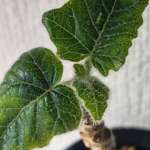 ウンカリーナ,ウンカリーナ ルーズリアナ,塊根植物,ウンカリーナ ルーゼリアーナの画像