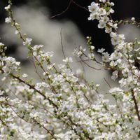 ユキヤナギ,ユキヤナギ,雪柳,雪柳,雪柳の画像