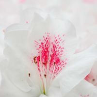 アザレアの画像