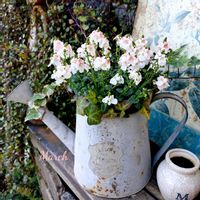 ディアスシア,ディアスシア　スーパーホワイト,寄せ植え,可愛い,庭の花の画像