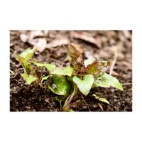 ホタルブクロ,地植え,新芽,山野草,多年草の画像