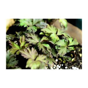 アネモネ バージニアナ,春咲き秋明菊,新芽,山野草,プランターの画像