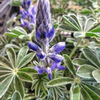 ルピナス,ルピナス,チーム・ブルー,チーム・ブルーNo.102,Juneの会の画像