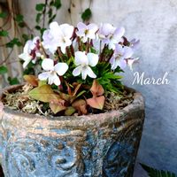 スミレ,ウスベニヒゴ,薄紅肥後すみれ,寄せ植え,可愛いの画像