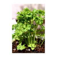 パセリ,ハーブ,鉢植え,セリ科,苗を購入しての画像