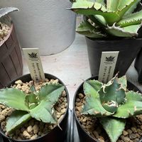 アガベ,アガベ チタノタ 白鯨の画像