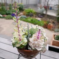 ハボタン ラブポーション,鉢植え,花のある暮らし,植物のある暮らし,花のある生活の画像