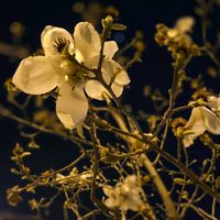 モクレン,白木蓮（はくもくれん）,夜の一枚,２０２５年同期の画像