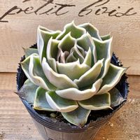 神奈川タニラー,多肉男子,バルコニー/ベランダの画像