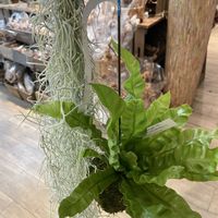 ウスネオイデス,ウスネオイデス,エメラルドウエーブ,エメラルドウエーブの画像