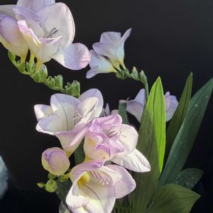 フリージア,ラベンダー,球根,いい香り,成長記録の画像