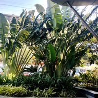 旅人の木,葉っぱ好き,元気もらえる,植物大好き,インドの画像