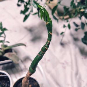 パキラ,実生 パキラ,ダイソー,リビング・ダイニングの画像