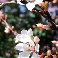 ユスラウメの画像