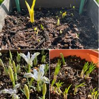 クロッカス,フリージア,ミニアイリス,2025年“ 秋 “ ｱﾛの秋植え球根♡の画像