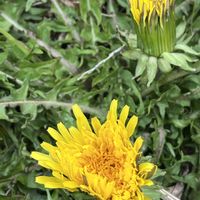 ホワイトデー,タンポポ,タンポポ,タンポポの綿毛,タンポポの綿毛の画像