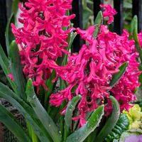 ゼラニウム,ツバキ,ヒヤシンス,マーガレット,マツの画像