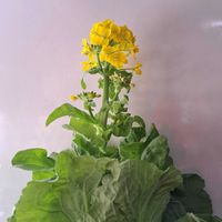 グラジオラス,白菜の菜の花,ﾋﾔｼﾝｽ,ｸﾞﾗｼﾞｵﾗｽ,有り難う.の画像