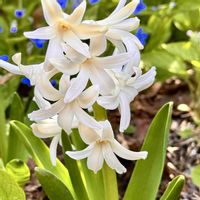 ヒヤシンス,ヒヤシンス,庭の花,花のある暮らし,北海道の画像