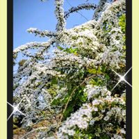 サクラ,サクランボ,ユキヤナギ,雪柳,シダ類の画像