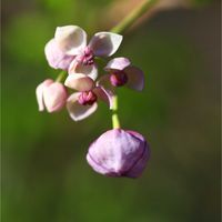 アケビ,ヒヤシンス,ヒヤシンス,果物,山野草の画像
