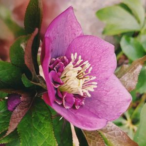 クリスマスローズ,クリスマスローズ　セミダブル,レンテン・ローズ,地植え,実生の画像