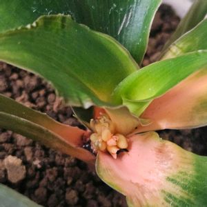 クロロフィツム プリンセスメイプル,室内,PR,グリーンアクセサリー♪,三ツ星品質モニターの画像