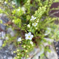 アネモネ,マトリカリア,ユキヤナギ,ユキヤナギ,花粉光環.の画像