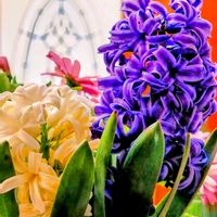 アセビ,ヒヤシンス,馬酔木(アセビ）,今日のお花の画像