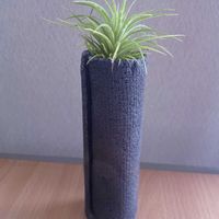 チランジア,エアプランツ,一輪挿し,信楽焼,iPhone撮影の画像