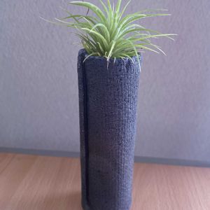 チランジア,エアプランツ,一輪挿し,信楽焼,iPhone撮影の画像