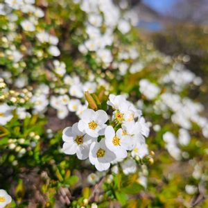 ユキヤナギ,ギンヨウアカシア,ギンヨウアカシア　花,室内,いつもの遊歩道の画像