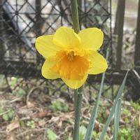 アネモネ,ラナンキュラス,花かんざし,水仙,芍薬の芽の画像