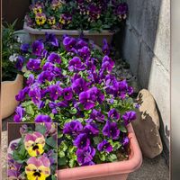 パンジー・ビオラ,パンジー・ビオラ,ブラキカム,リナリア,リナリアの画像