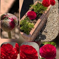 キンセンカ,ジンチョウゲ,パンジー・ビオラ,ラナンキュラス,パンジーの画像