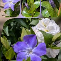 ハナニラ,ストック,ストック,ツルニチニチソウ,ムスカリの画像