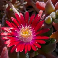 マツバギク,鉢植えの画像