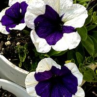 ペチュニア,ペチュニア,ペチュニア,鉢植え,花のある暮らしの画像